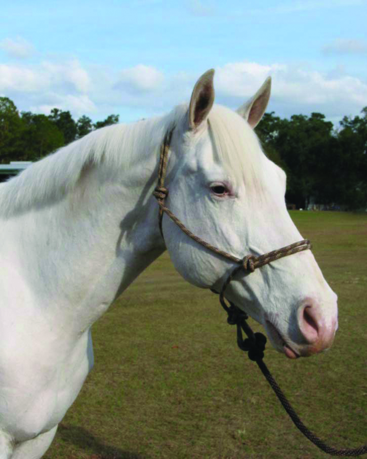 Rope Halter W/lead Average - Brown/tan