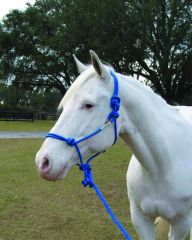 Rope Halter W/lead Average - Blue