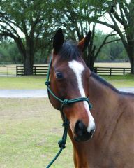 Rope Halter W/lead Average - Dark Green