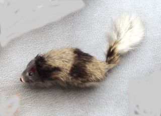 A-Door-Able Real Fur Mouse