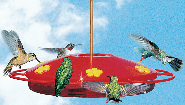 The Hummingbird Oasis