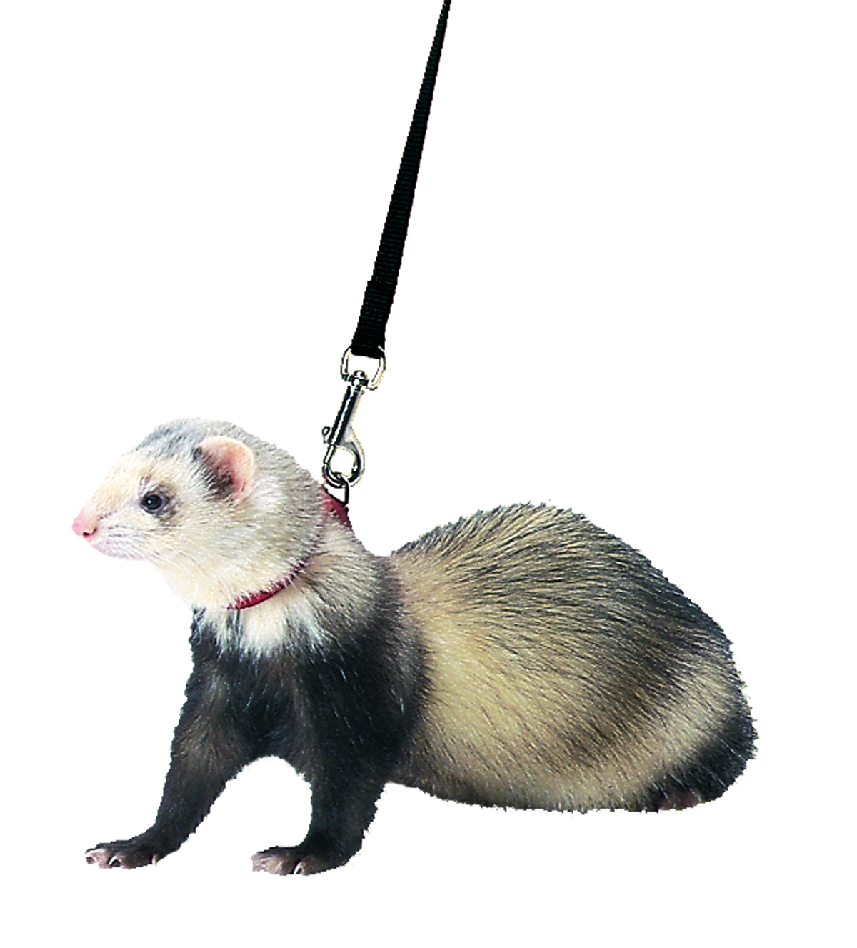 Ferret Harness/Lead Set-Blk