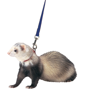 Ferret Harness/Lead Set-Rblu