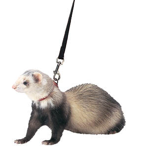 Ferret Harness/Lead Set-Blk