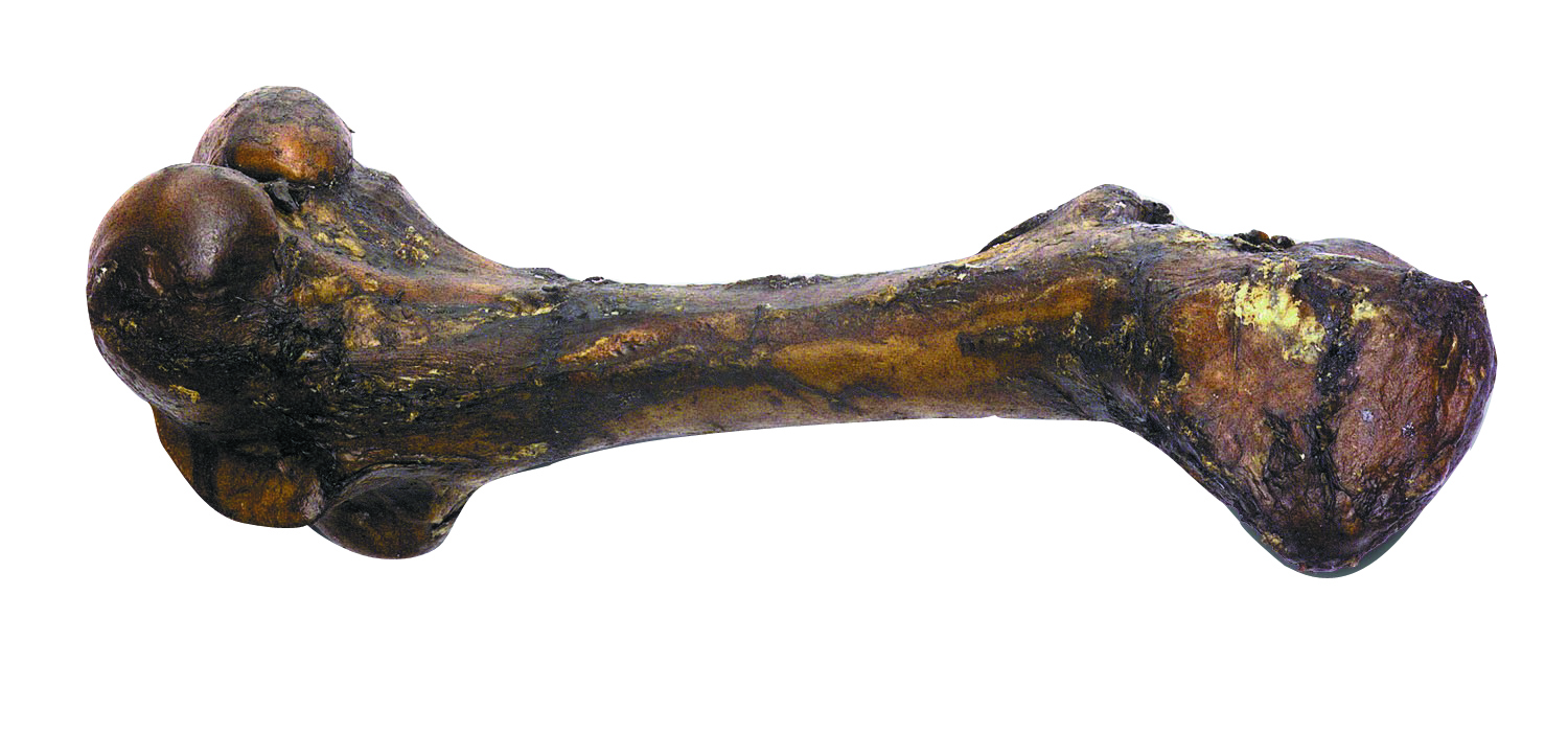 Monster Bone - Large
