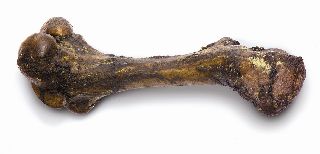 Monster Bone - Large
