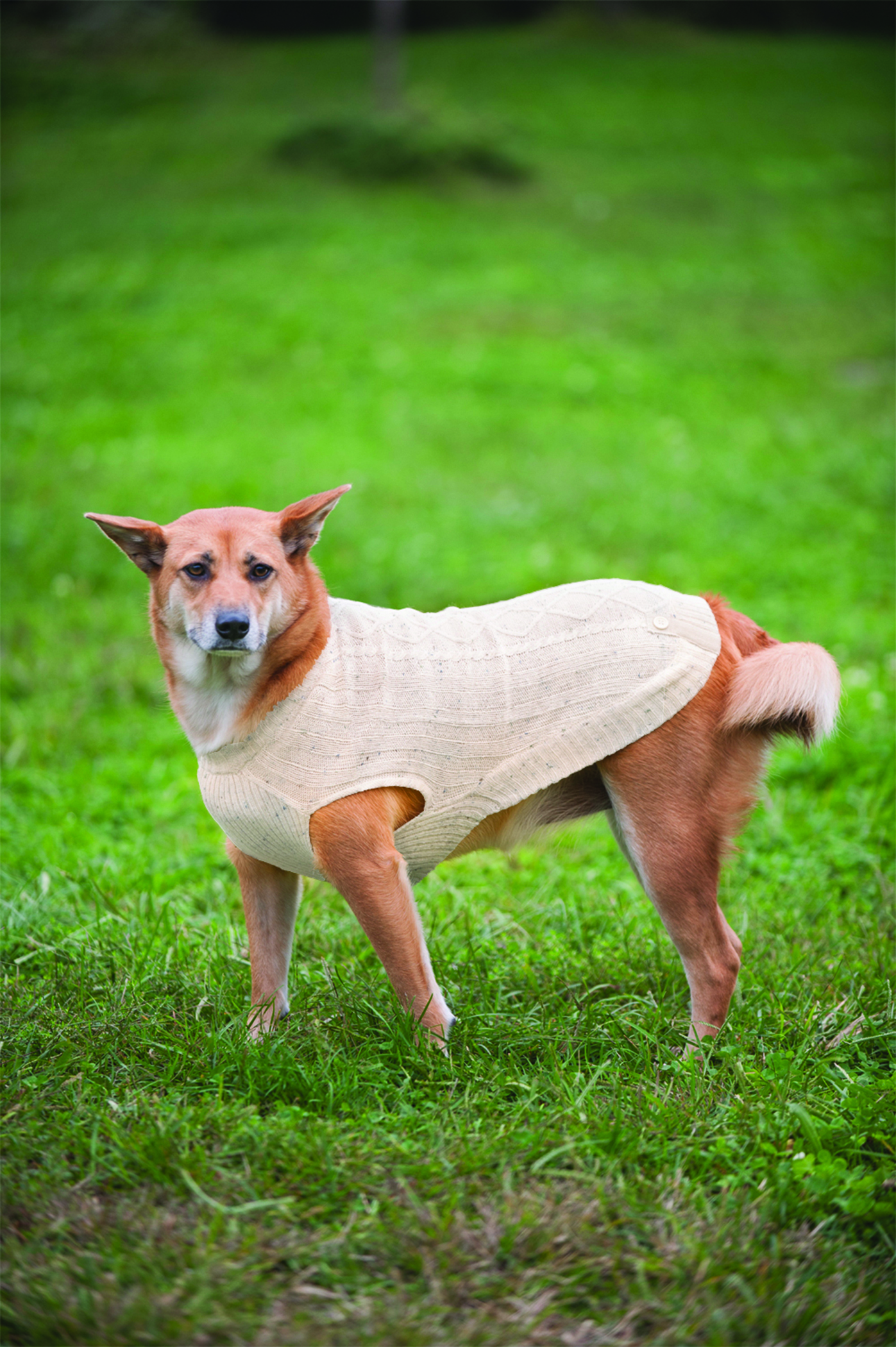 DONEGAL CABLE KNIT DOG SWEATER