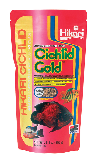 Cichlid Gold Baby