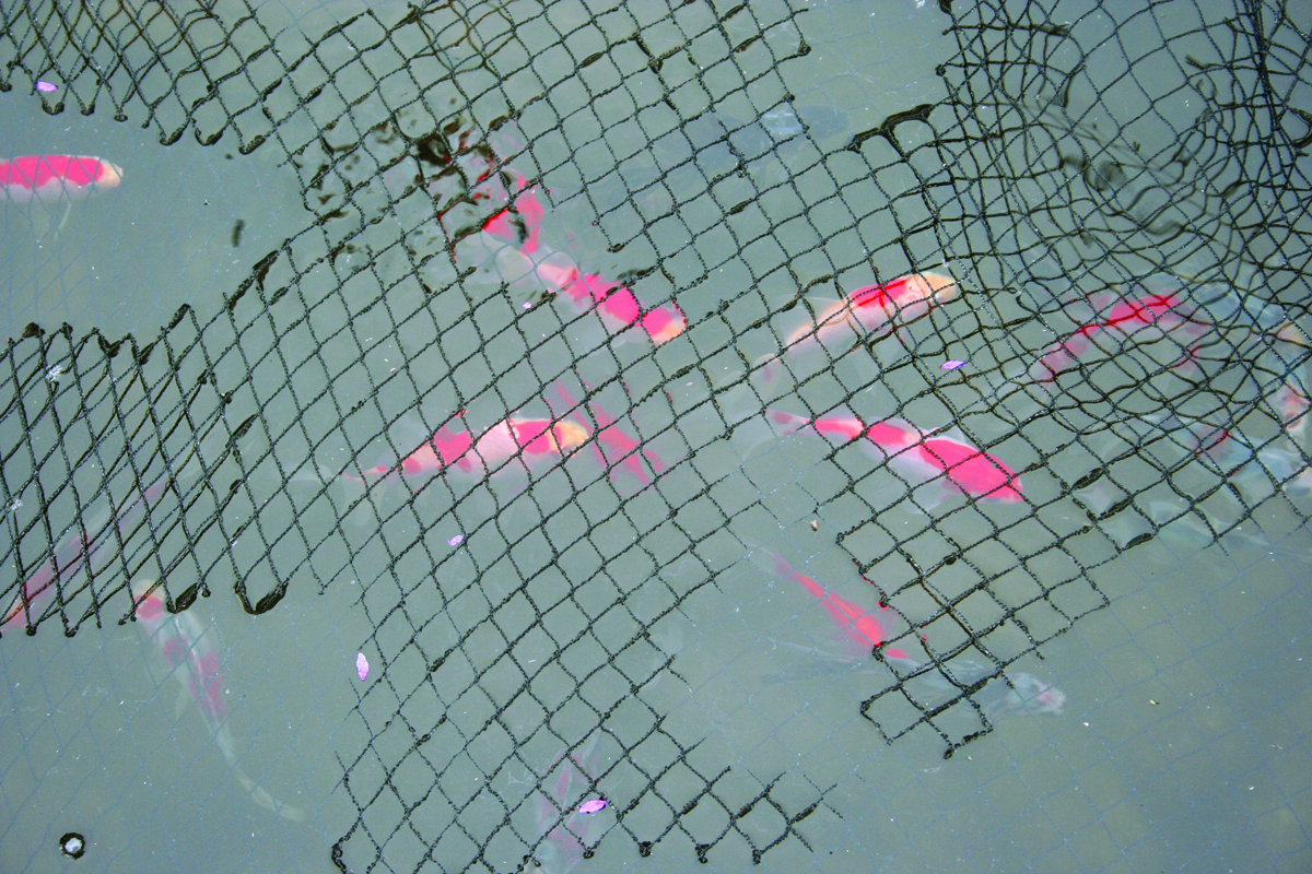 POND NETTING