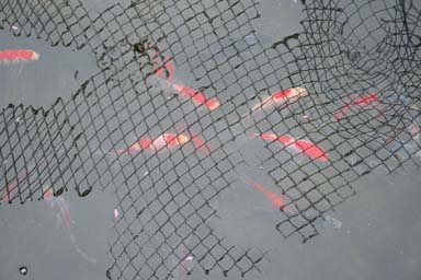 POND NETTING