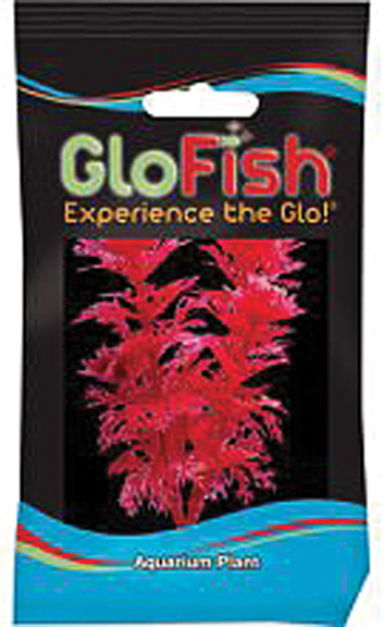 GLOFISH AMBULIA AQUARIUM PLANT