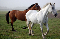 Horse Breeds