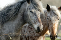 Horse Breeds