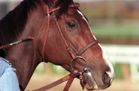 Thoroughbred