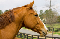 Thoroughbred