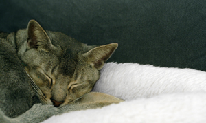 Abyssinians