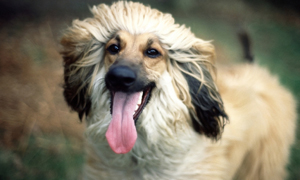 Afghan Hounds