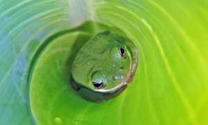 African Dwarf Frogs