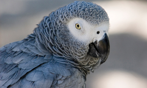 African Grey Parrots