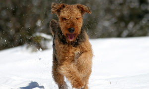 Airedale Terriers