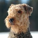 Airedale Terriers