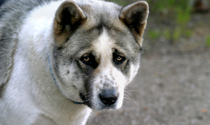 Akitas
