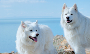 Alaskan Malamutes