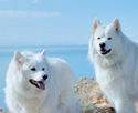 Alaskan Malamutes