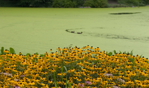 Algae Control