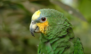 Amazon Parrots