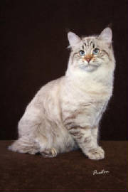 American Bobtails