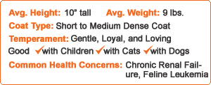 American Bobtails