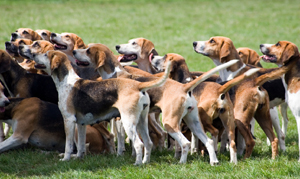 American Foxhounds