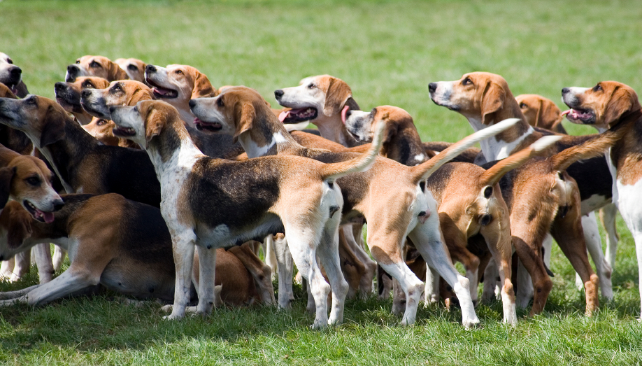 American Foxhounds