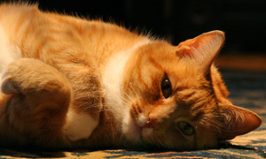 American Shorthairs