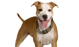 American Staffordshires