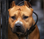 American Staffordshires