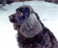 American Water Spaniels