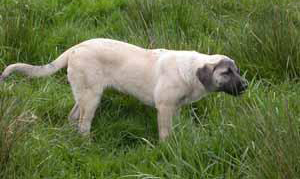 Anatolian Shepherds