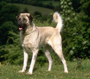 Anatolian Shepherds