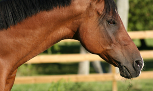 Arabians