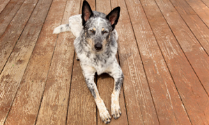 Australian Cattle Dogs