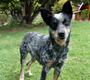 Australian Cattle Dogs