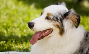 Australian Shepherds