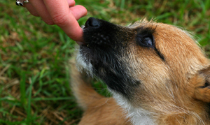 Australian Terriers