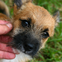 Australian Terriers