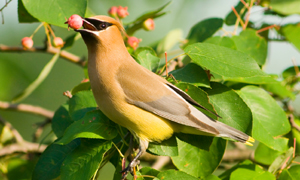 Backyard Birds