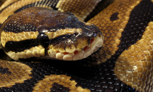Ball Pythons
