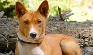 Basenjis