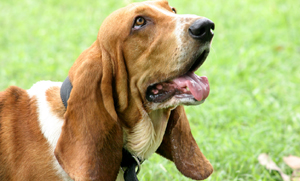 Basset Hounds